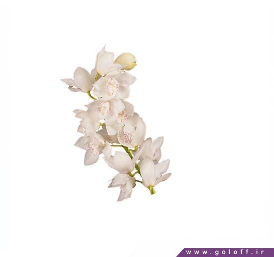 خرید گل ارکیده سیمبیدیوم اسنووایت - Cymbidium Orchid | گل آف